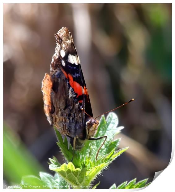 Red Admiral Butterfly Print by Jan Gregory