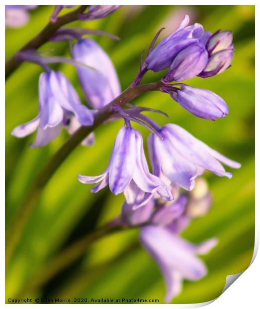 Beautiful Bluebells Print by Ellen Morris