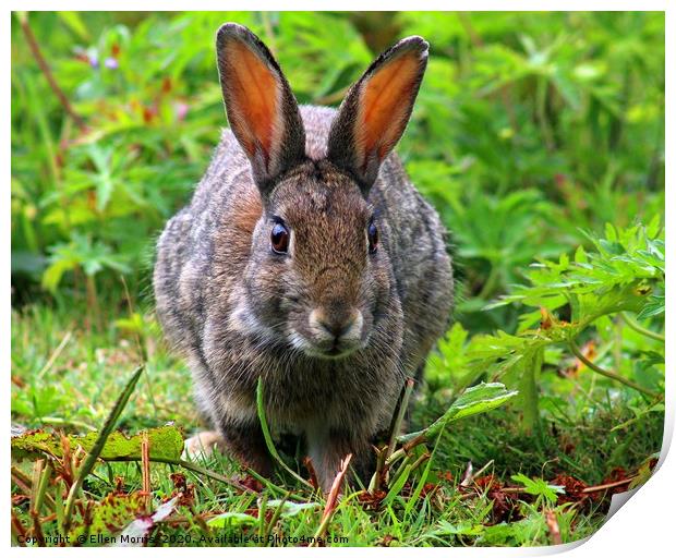 Wild Rabbit Print by Ellen Morris