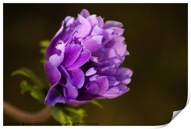 Purple Flower Print by Ellen Morris