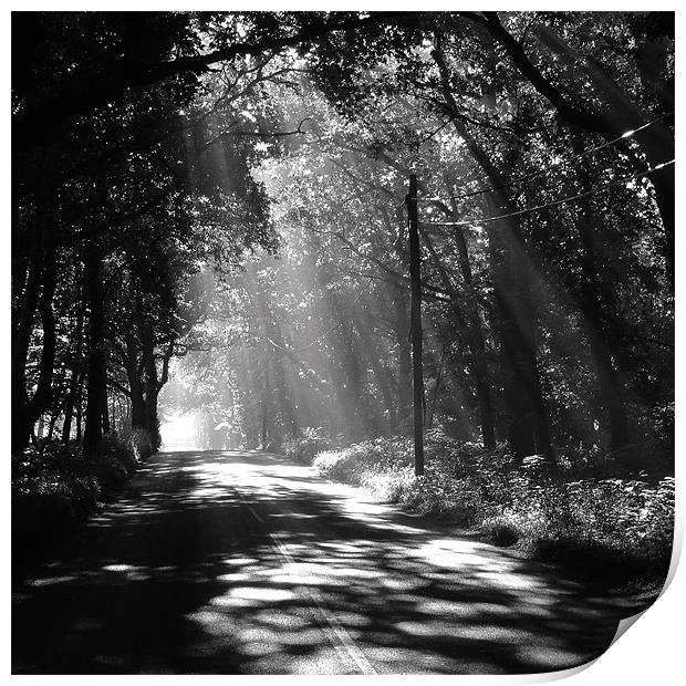 Sunlight through the trees Print by Neil Gregory