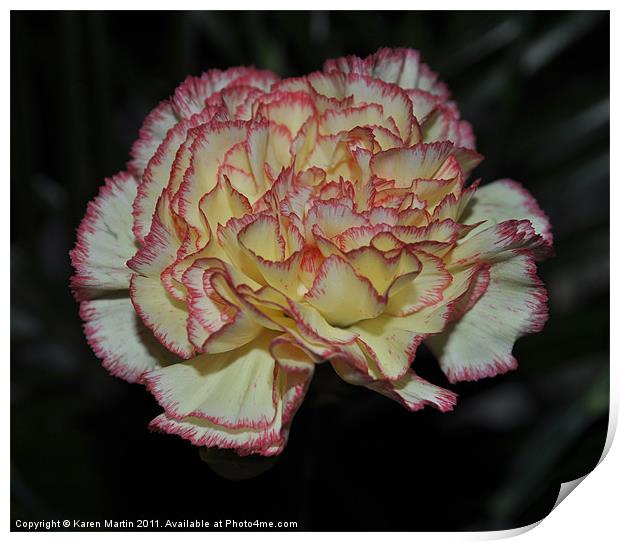 Pink Edged Carnation Print by Karen Martin