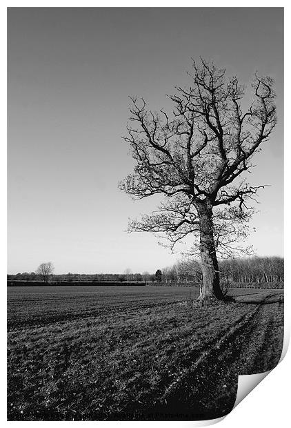 Wintery Tree Print by Karen Martin