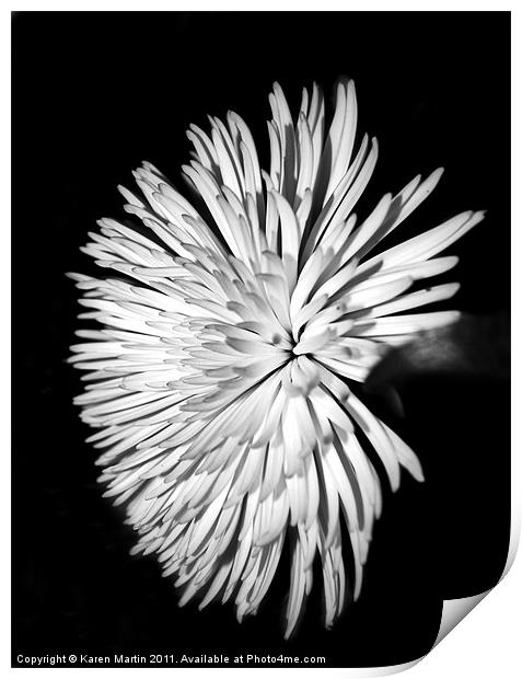 Spider Chrysanthemum Print by Karen Martin