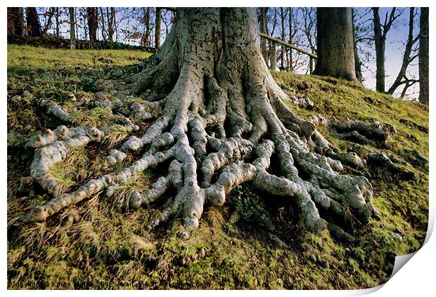 Exposed Roots Print by Karen Martin