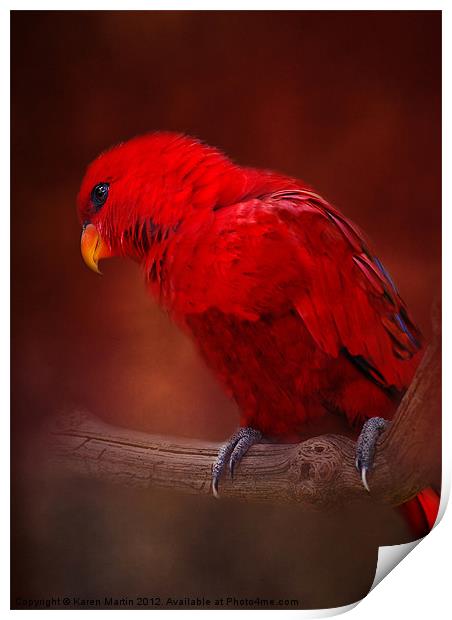 Red Parrot Print by Karen Martin