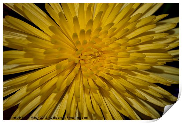 Yellow Chrysanthemum Print by Karen Martin