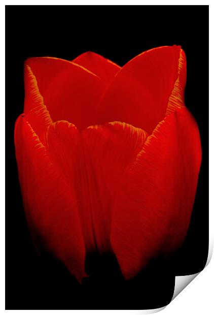 Tulip Print by Karen Martin