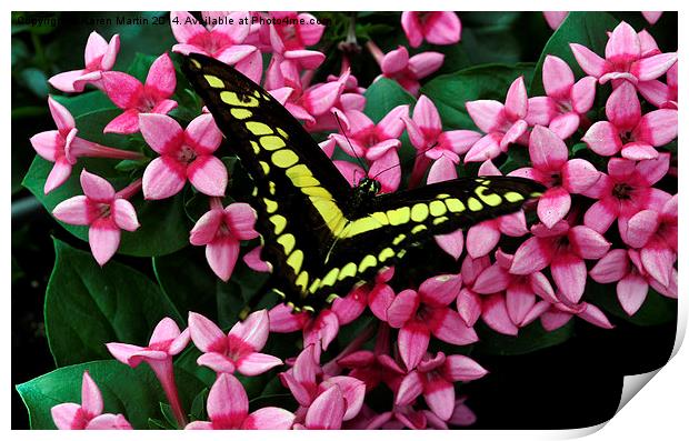  Swallowtail on Pink Flower Print by Karen Martin