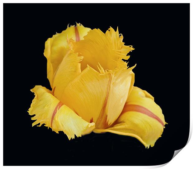 Feathery Tulip Print by Karen Martin