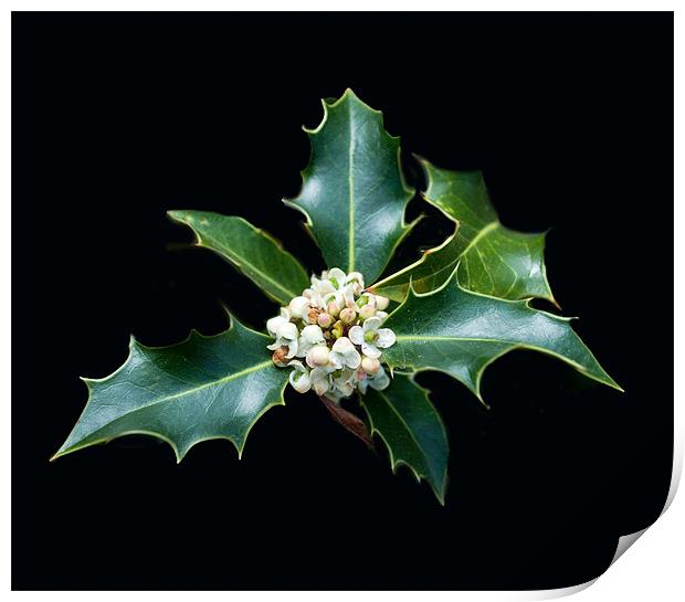 Holly Blossom Print by Karen Martin