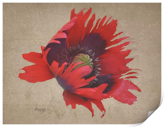 Textured Poppy Print by Karen Martin