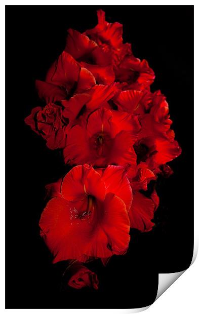 Red Gladioli Print by Karen Martin