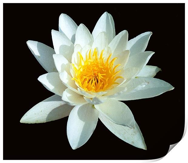 WATER LILY Print by Ray Bacon LRPS CPAGB