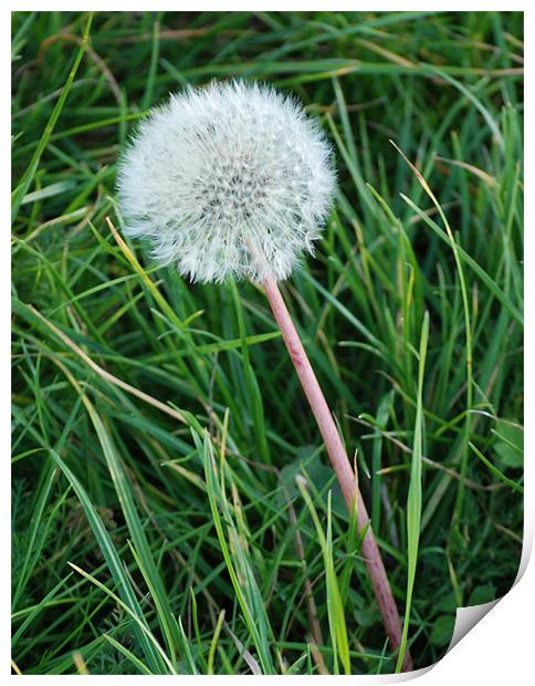 Dandelion Print by Ray Bacon LRPS CPAGB