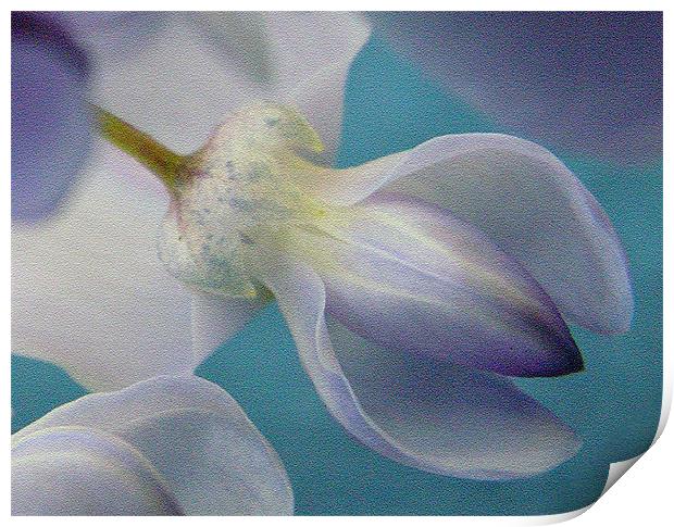 WISTERIA Print by Ray Bacon LRPS CPAGB
