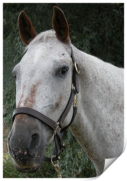 PORTRAIT OF A WHITE HORSE Print by Ray Bacon LRPS CPAGB