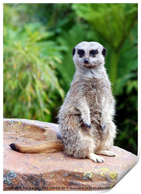 MEERKAT Print by Ray Bacon LRPS CPAGB