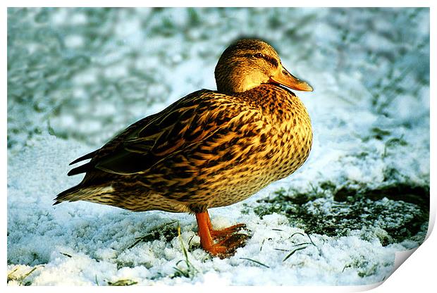 DUCK ON SNOW Print by Ray Bacon LRPS CPAGB