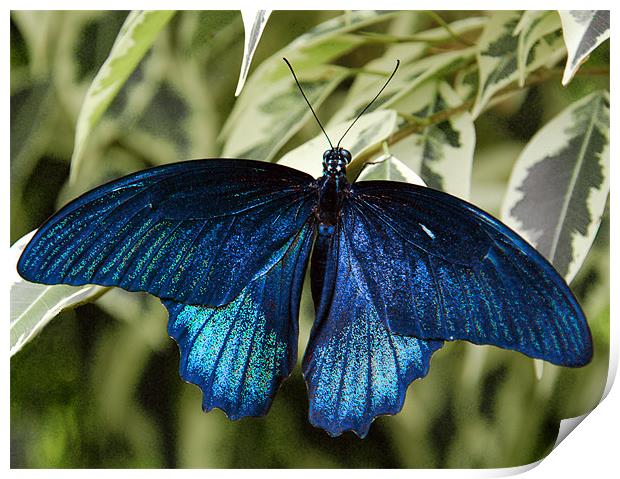 BLUE MORPHO BUTTERFLY (Peruvian Species) Print by Ray Bacon LRPS CPAGB