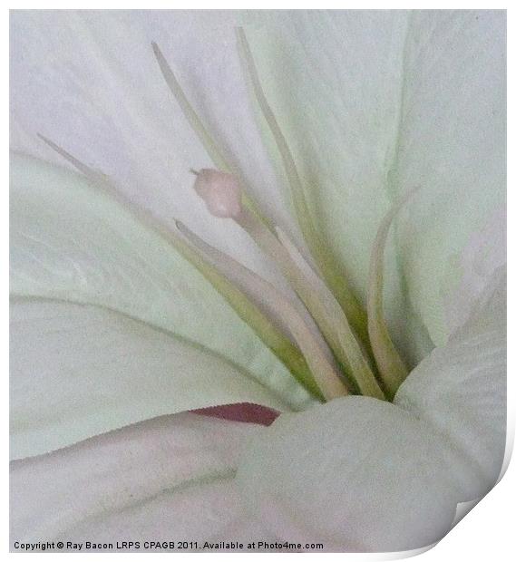 LILY Print by Ray Bacon LRPS CPAGB
