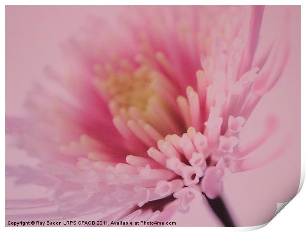 PINK FLOWER Print by Ray Bacon LRPS CPAGB
