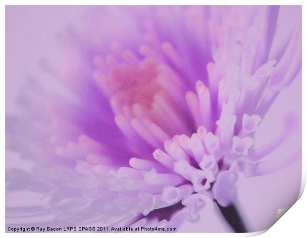 LILAC FLOWER Print by Ray Bacon LRPS CPAGB