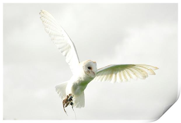 Barn Owl on the hunt Print by Peter Clark