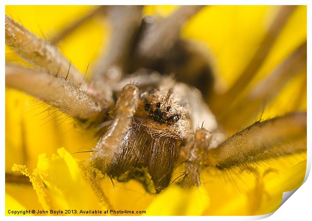 common house spider Print by John Boyle