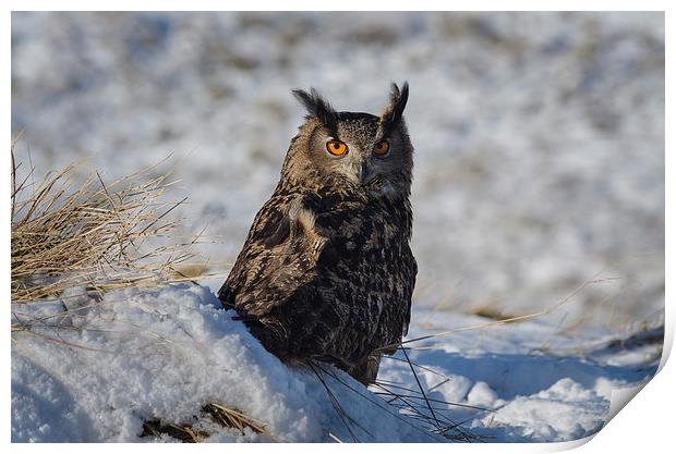  Owl in snow Print by John Boyle