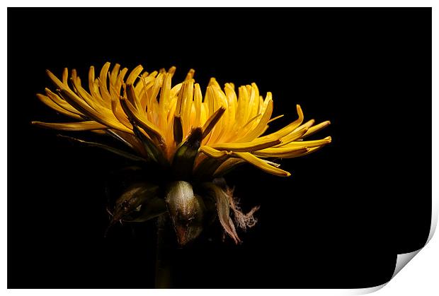 Dandilion Print by John Boyle