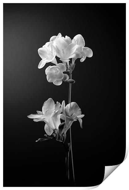 Floral in mono Print by John Boyle
