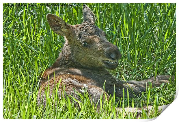 Moose Baby Print by Gary Beeler