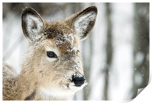 Frosty Doe Print by Gary Beeler