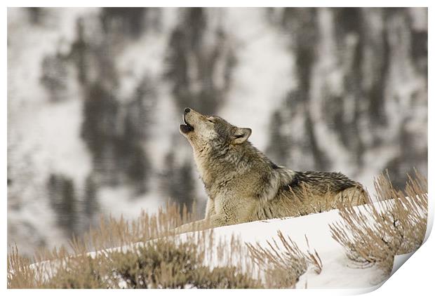 Wolf Howling Print by Gary Beeler