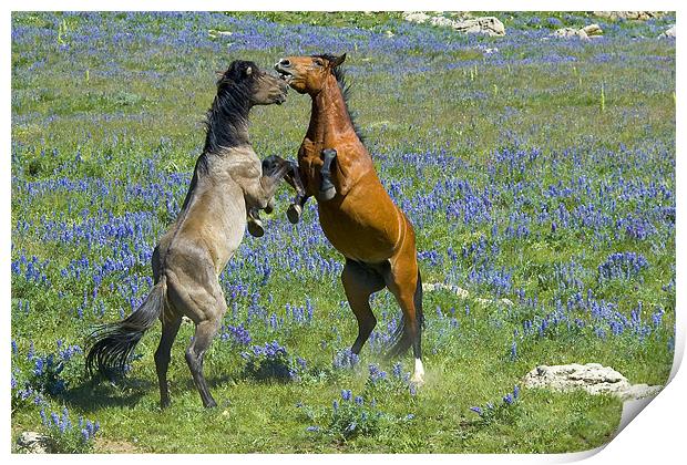 Dueling Mustangs Print by Gary Beeler