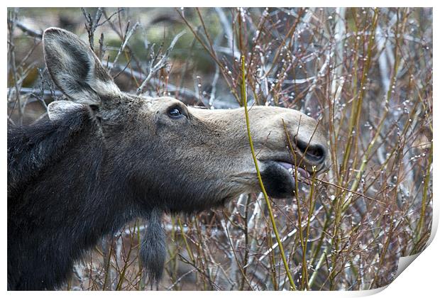 Cow Moose Dining Print by Gary Beeler