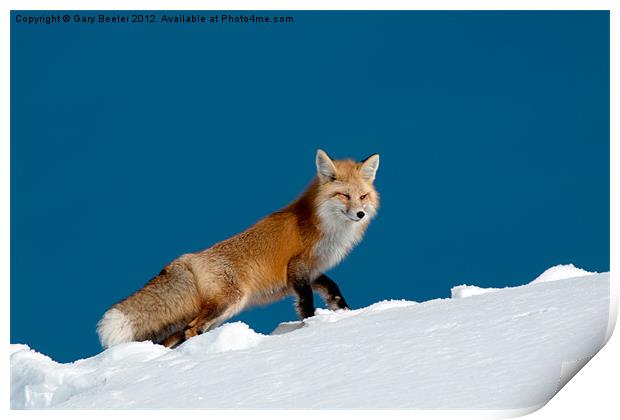 Red Fox Print by Gary Beeler