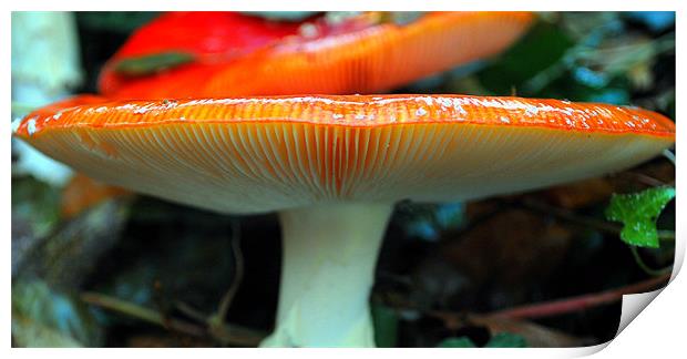 Big Red Mushroom Print by Karen Harding
