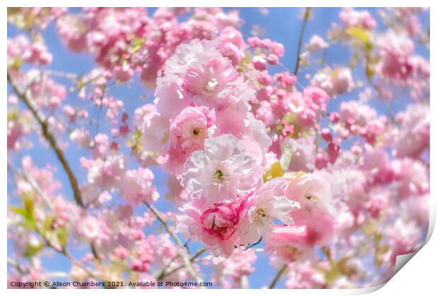 Cherry Blossom Daze Print by Alison Chambers
