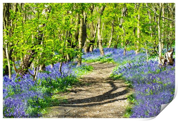 A Path Through The Bluebells Print by Alison Chambers