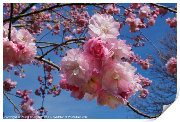 Double Pink Cherry Blossom Print by Alison Chambers