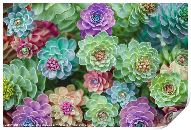 Spectacular Sedums Print by Alison Chambers