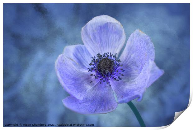 Blue Anemone Print by Alison Chambers