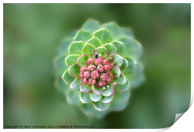 Nature's Fractal Print by Alison Chambers