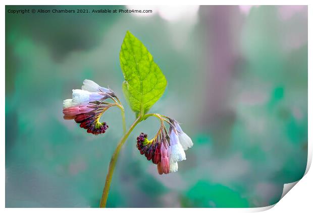 Comfrey Flower Print by Alison Chambers