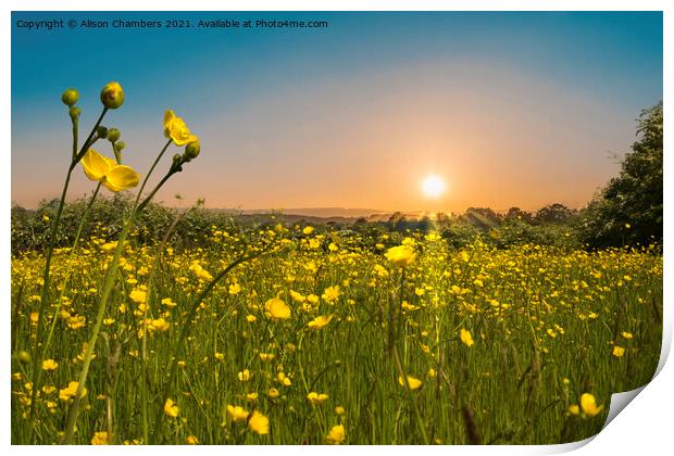 Buttercup Dawn Print by Alison Chambers