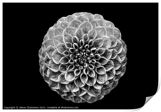 Black And White Dahlia  Print by Alison Chambers