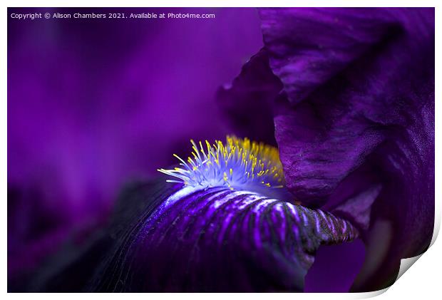 Purple Bearded Iris  Print by Alison Chambers