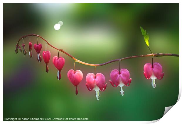 Bleeding Heart Flowers Print by Alison Chambers